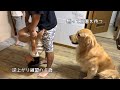 子供と同じことがしたい。順番待ちのゴールデンレトリバー