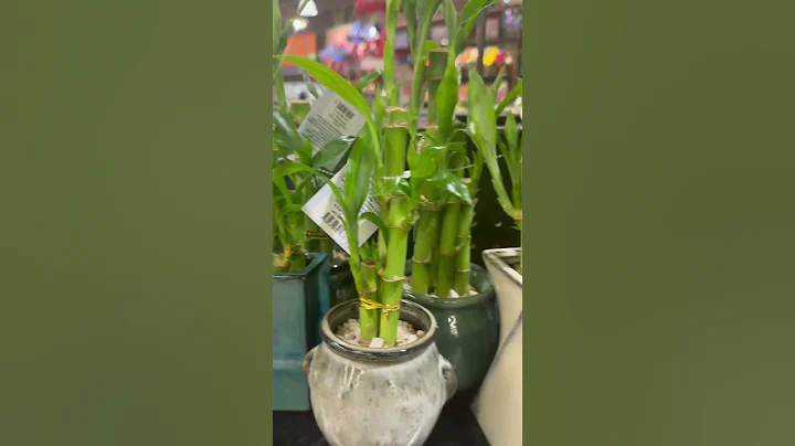Lucky bamboo plants @ShopRite | #Shorts | Cool Places