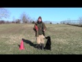 Training Your Labrador Retriever Puppy Part Six Training Your Labrador Retriever Puppy Part Six