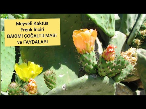 Video: Dikensiz Dikenli Armut Nedir: Opuntia Cacanapa 