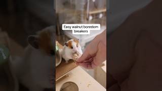 DIY hamster boredom breaker! #pets #hamster #diy #shorts