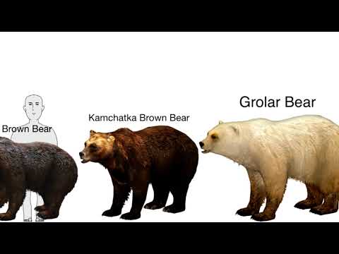 Bear Size Comparison - YouTube