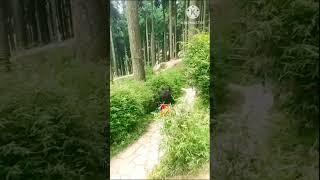 Travel In Derjeeling