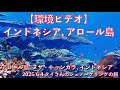 5 環境ビデオ 】インドネシア アロール島, Tai's Journey - YouTube