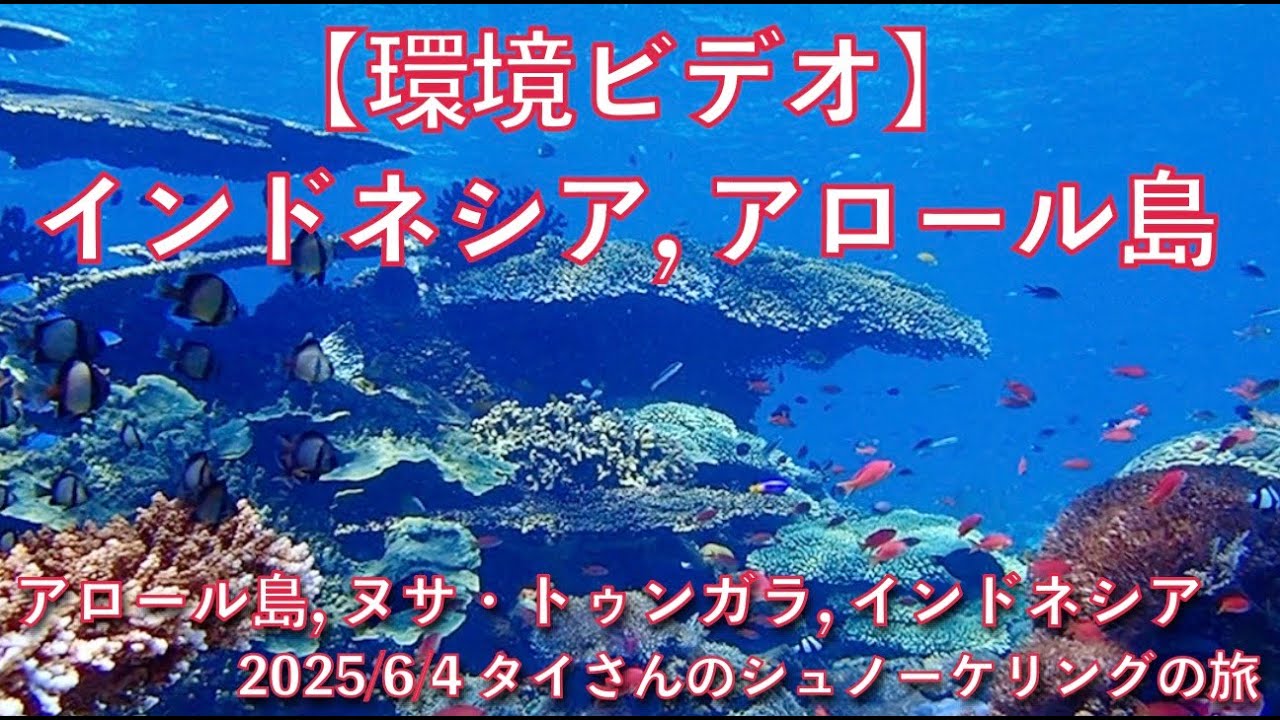 インドネシア　アロール島で手織りされた古いイカット。 maxresdefault.jpg