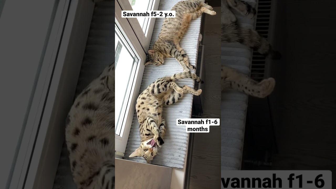 Savannah f1 and savannah f5 🐆😻