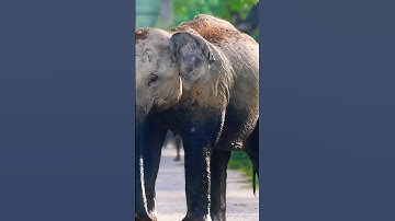 GENTLE GIANTS
