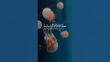 تلاوة خاشعة من سورة البقرة | القارئ عبد العزيز سحيم Abdelaziz suhaim