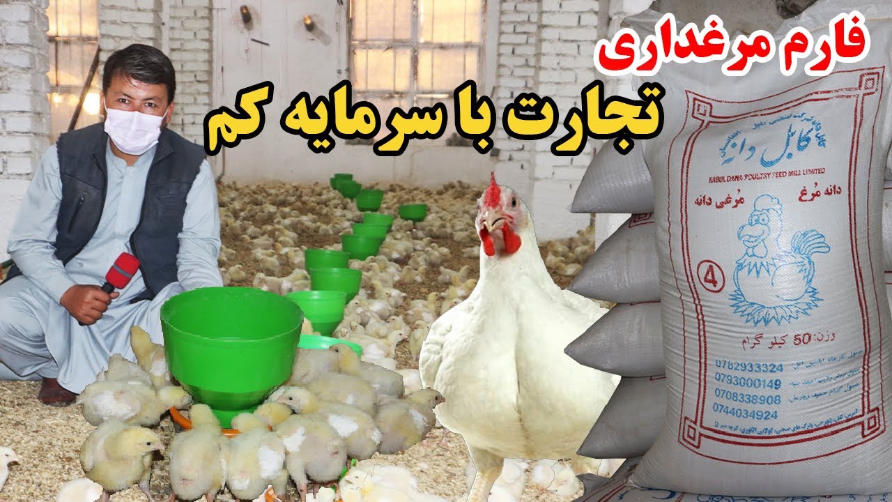 گزارش نظری؛معیاری ترین فارم مرغ،تجارت با سرمایه کم،فارم مرغ از صفر تا صد،غذای مرغ های گوشتی