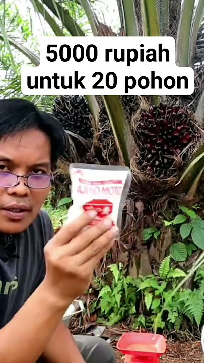 pupuk Ajinomoto untuk sawit #shortvideo #kelapasawit #ajinomoto