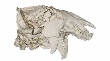 Virtual reconstruction of cranium of Vintana sertichi (II)