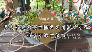 【Vlog#10】多肉植物の寄せ植えを可愛くするおすすめセダム【一輪車寄せ】