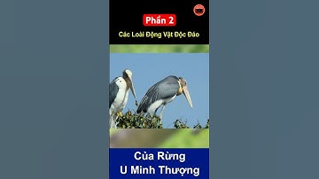 Các Loài Động Vật Độc Đáo Của Rừng U Minh Thượng - Phần 2