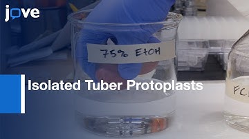 Endoreduplication By Flow Cytometry Of Isolated Tuber Protoplasts l Protocol Preview