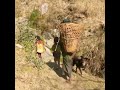 Mountain village life #cooking #nomadicfamily #villagelife #mountainslife #food