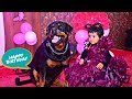 Happy birthday aaru | funny dog video | snappy girls | sapna rajveer marriage |