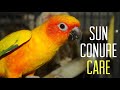 HOW TO - CARE FOR A SUN CONURE