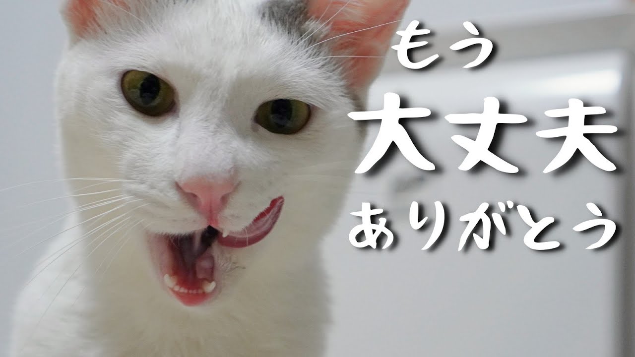 うちの猫の発熱、嘔吐からの回復の記録 3~5日目まで - YouTube