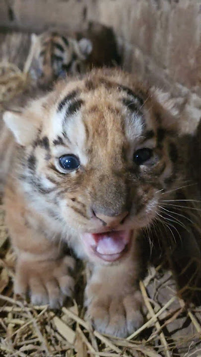 Aggressive 20 Days Old Taby and Tiger Cubs | Nouman Hassan | #tiger #lion