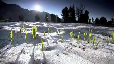 سورة النبأ ... أحمد الحذيفي