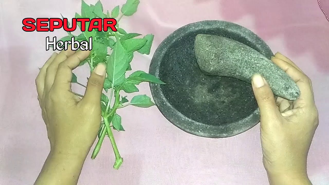 Ampuh !! Cara mengobati sakit hernia || seputar herbal 