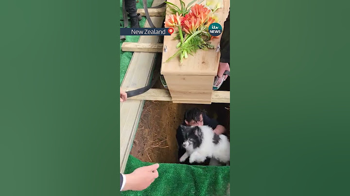 Dog falls into open grave at funeral  #itvnews #dogs #news #newzealand