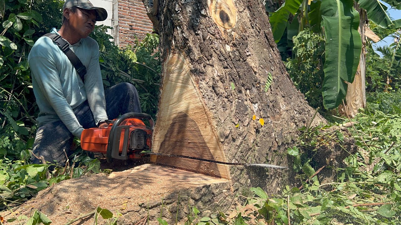 Cut down trembesi tree and teak tree, Husqvarna 395xp chainsaw.. - YouTube