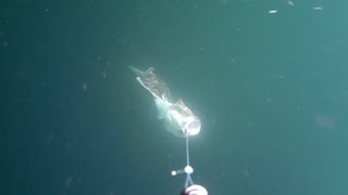 Halibut Strike And Fight On Waterwolf - Norway 2015