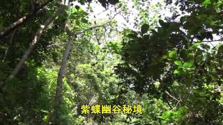 1041112茂林紫蝶幽谷蝶況