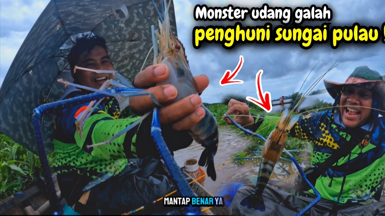 Spot di sungai pulau emang di penuhi udang galah monster, strike bertubi-tubi saat mancing udang.