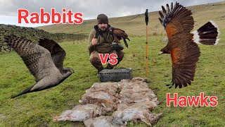 Rabbits Vs Hawks Ferreting Rabbits yorkshire dales