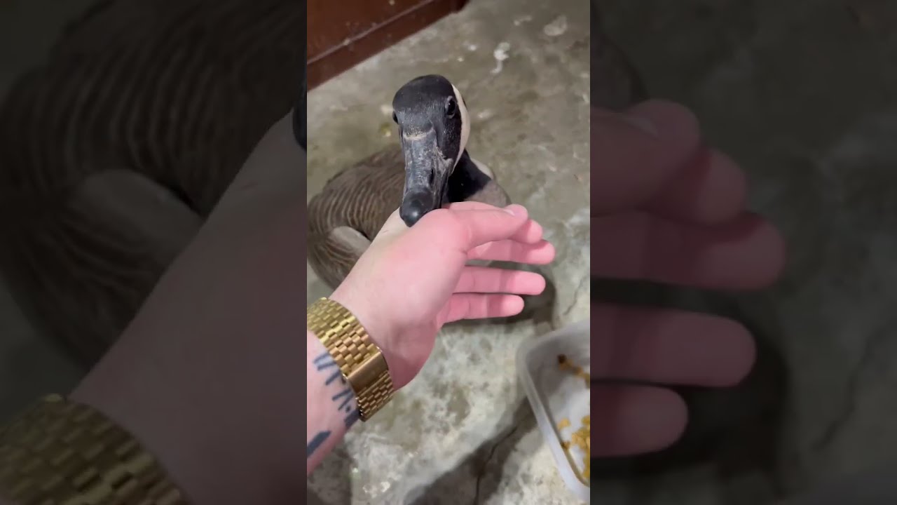 Canadian Geese Are The Most Peaceful Birds Prove Me Wrong 