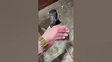 Canadian Geese Are The Most Peaceful Birds Prove Me Wrong 