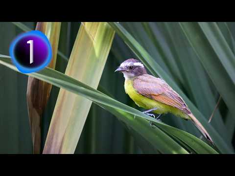 THE FLYCATCHER &