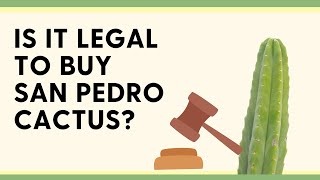 Is it Legal to Buy San Pedro Cactus in 2024 [A quick guide]