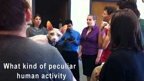 Video 11770821: sphynx cat playing