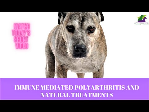 Immune Mediated Polyarthritis and Natural Treatments