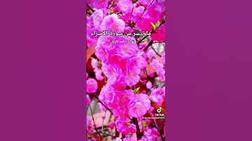 ما تيسر من سورة الاسراء بصوت القارىء احمد مرخان