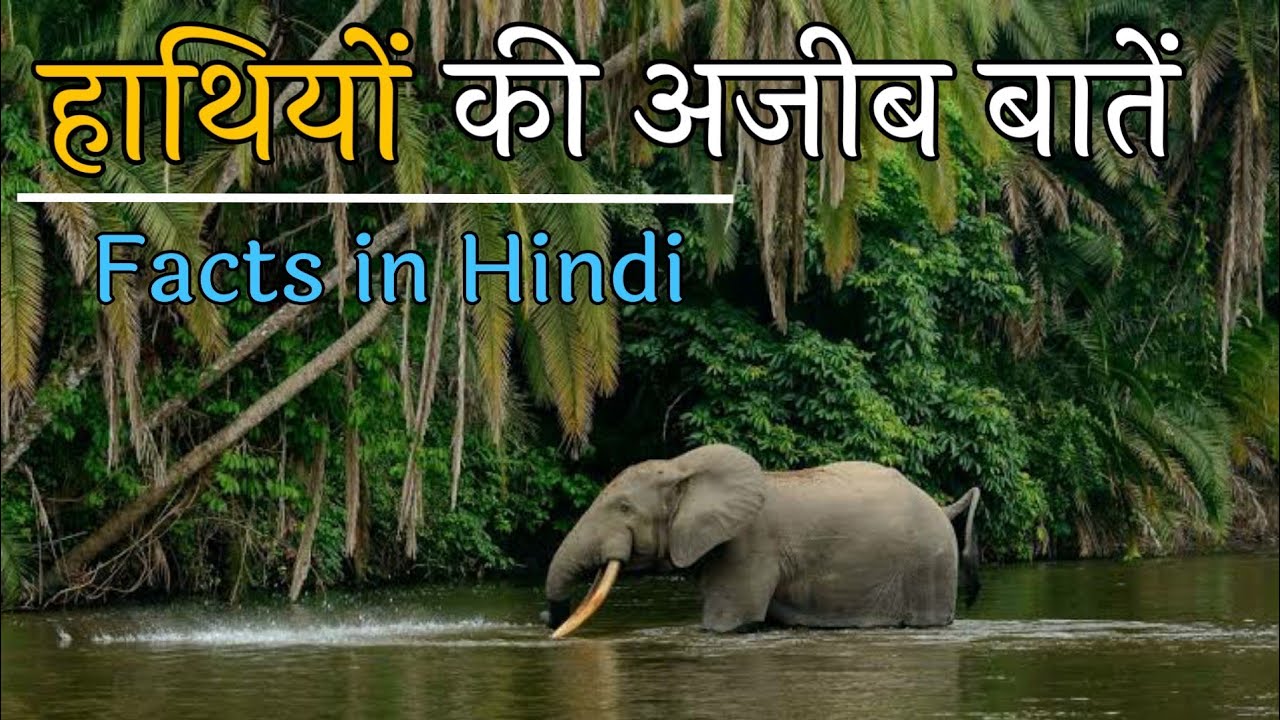 सिर्फ हाथियों में होती है ऐसी अद्भुद शक्ति Elephants Fact in Hindi Elephant Video 2020 YouTube