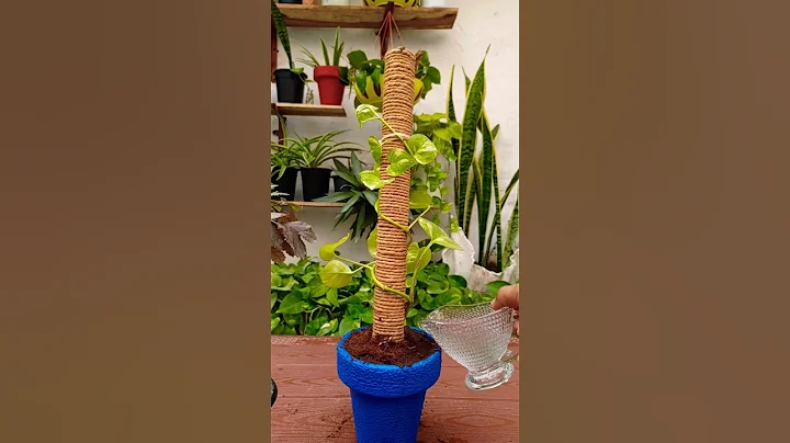 Moss stick usage | Moneyplant #shorts #moneyplant #mossstick