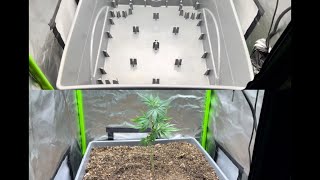 Setting up a City Pickers SIP with Amended Buildasoil 3.0 Viparspectra xs 1500 Pro in 2x2 Quictent