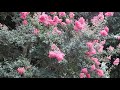 サルスベリCrape-myrtle（百日紅、猿滑、紫薇、Lagerstroemia indica）ミソハギ科の落葉中高木　DSCN5491