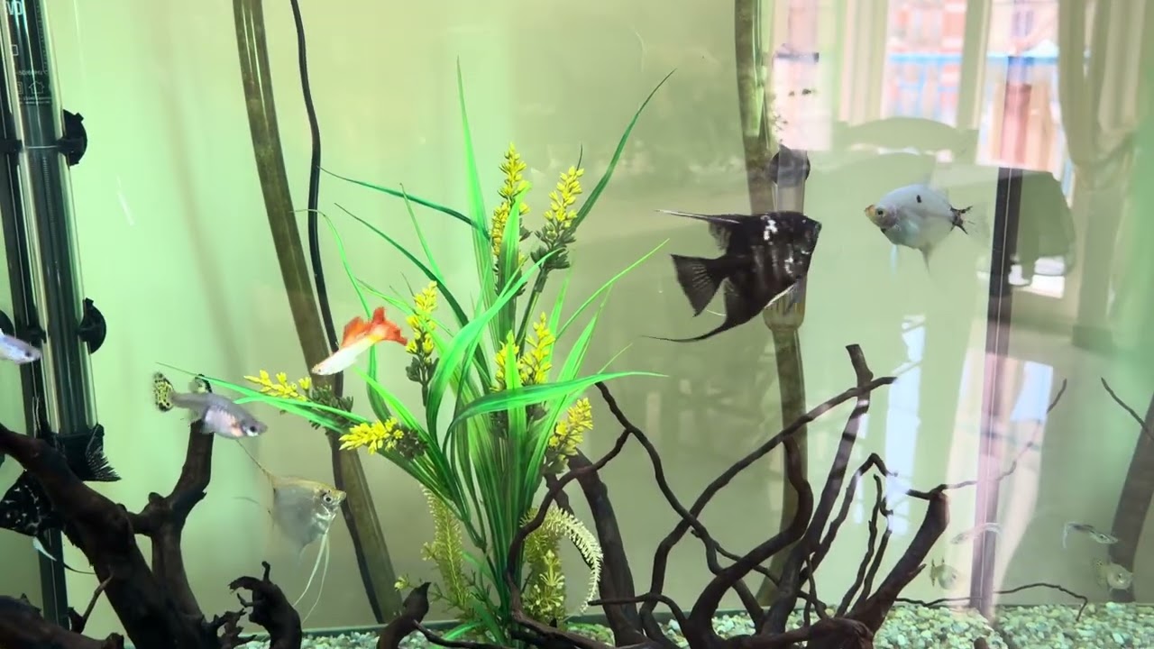 Seconda fecondazione di uova dei miei Scalari 