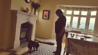 Tucker the Schipperke Rookie Trick Dog Title by sophie Harrison 63 views 4 years ago 4 minutes, 16 seconds