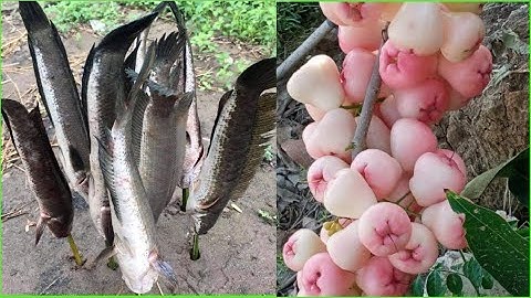 Cá Lóc Hấp Mận Hoà An Xưa | Sen hồng TV