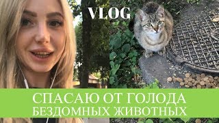 VLOG: СПАСАЮ ОТ ГОЛОДА БЕЗДОМНЫХ ЖИВОТНЫХ VLOG: СПАСАЮ ОТ ГОЛОДА БЕЗДОМНЫХ ЖИВОТНЫХ