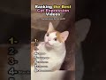 Ranking the best cat expression videos😸 #cat #funny #shorts
