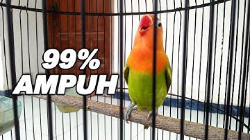 Pancingan lovebird ngekek panjang dan ngetik ampuh untuk masteran lovebird paud BALIBU