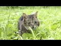 BUB in the GRASS