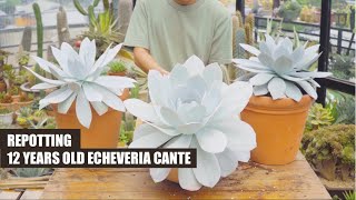 Repotting 12 Years Old Echeveria 'Cante' // Joy Garden Succulent